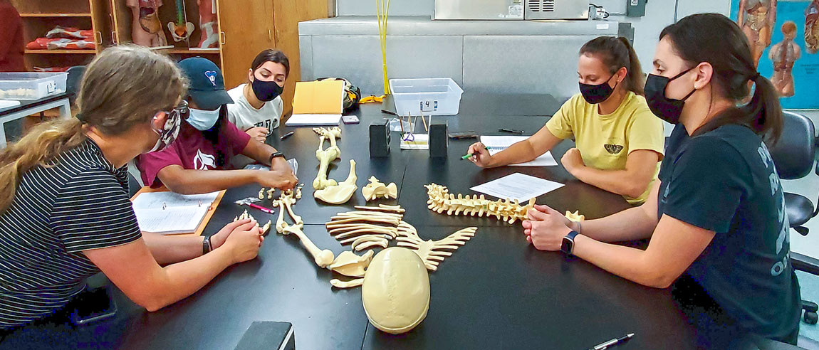 Biomedical science and pre-med students at bet365官网 examine a skeleton in a lab