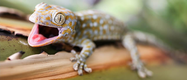 A gecko, which is often the subject of study in biomimickry at bet365官网 bet365官网 of bet365官网