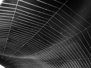 Image of a spider's web