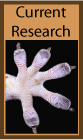 Current Research