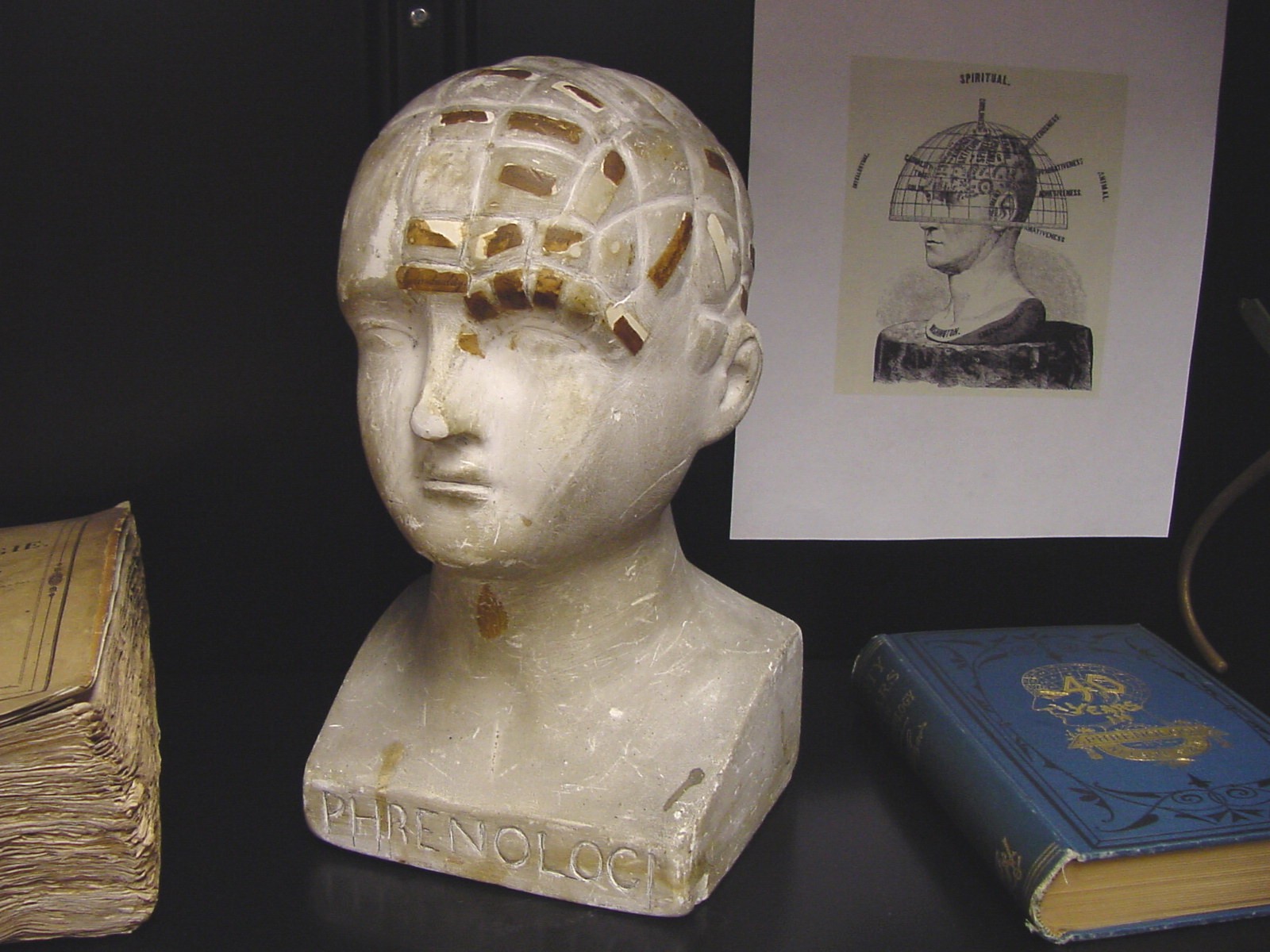 Phrenology Bust
