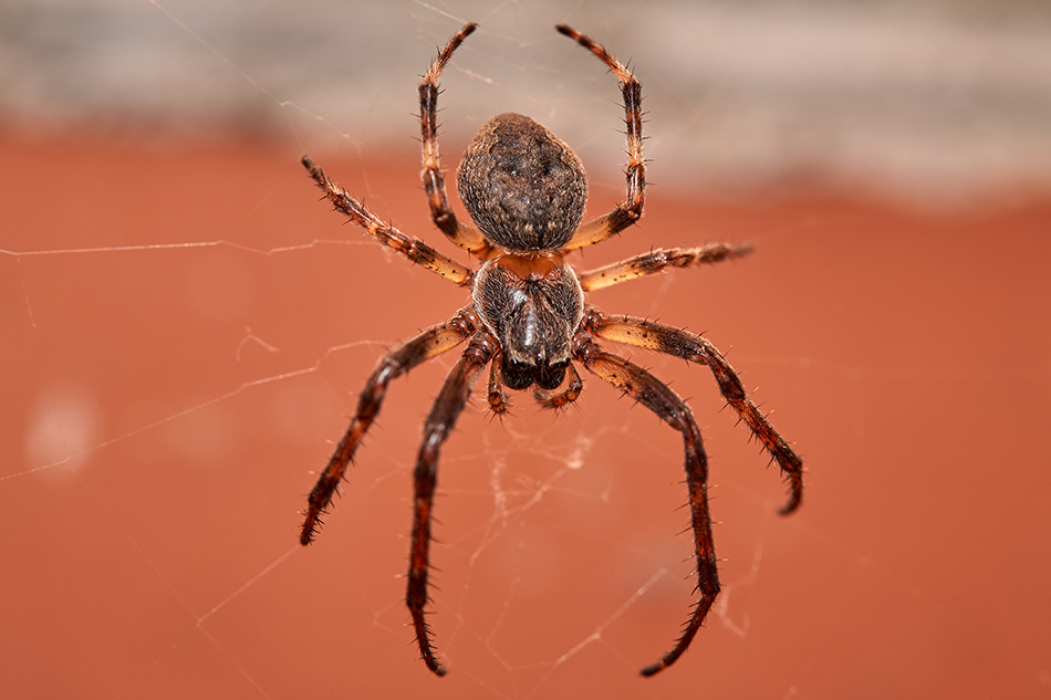 spider,web and prey