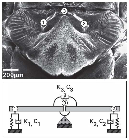 Diagram of a fly's ear