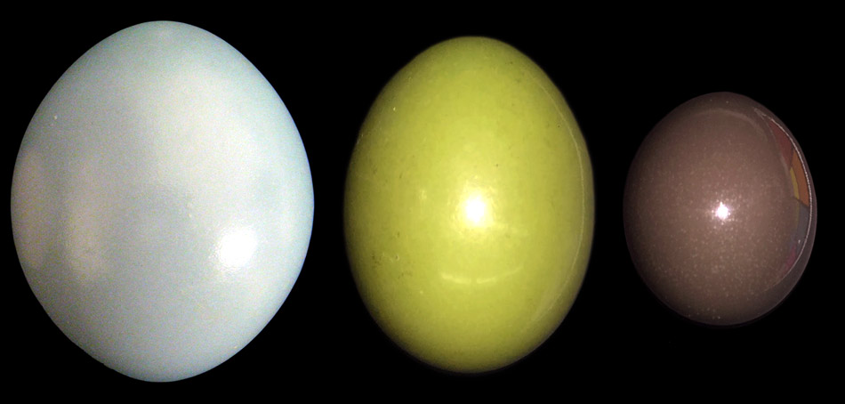 Eggs | Research at bet365官网 bet365官网 of bet365官网