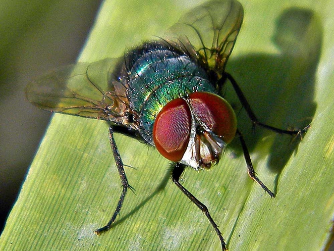 Fly