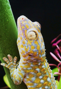Gecko