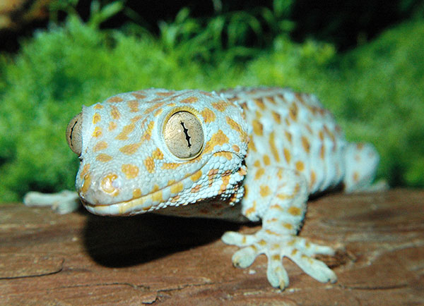 blue-spotted gecko blue-spotted gecko