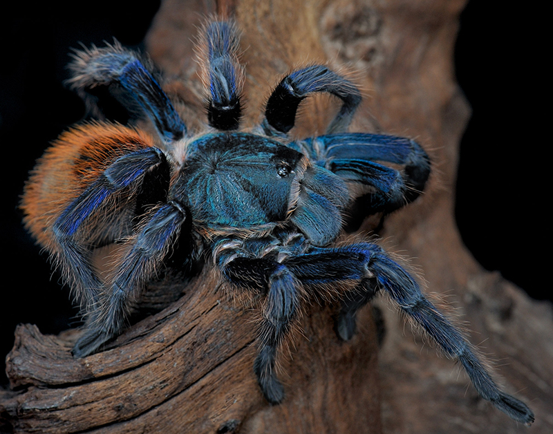 greenbottle blue tarantula greenbottle blue tarantula