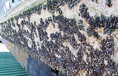 Mussels on boat Mussels on boat