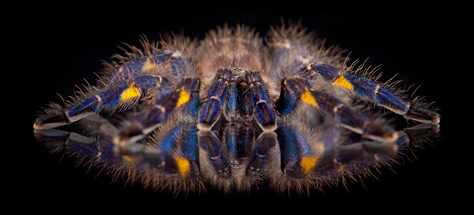gooty sapphire ornamental tarantula
