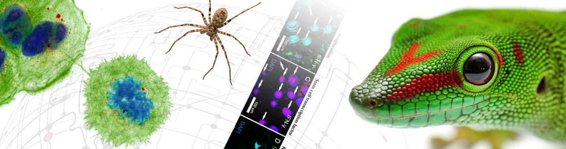Integrated biosciences Ph.D. program at UA