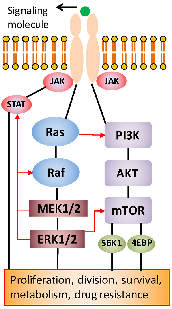 Cell-pathways-chart-600 Cell-pathways-chart-600